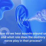 Auditory Nerve