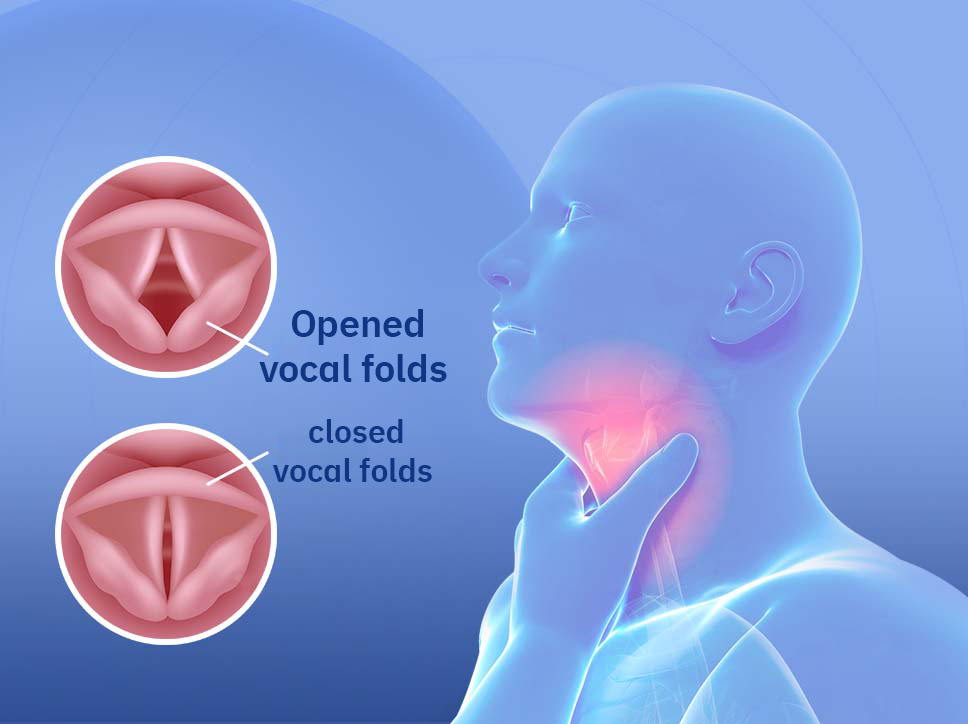 Vocal Cords
