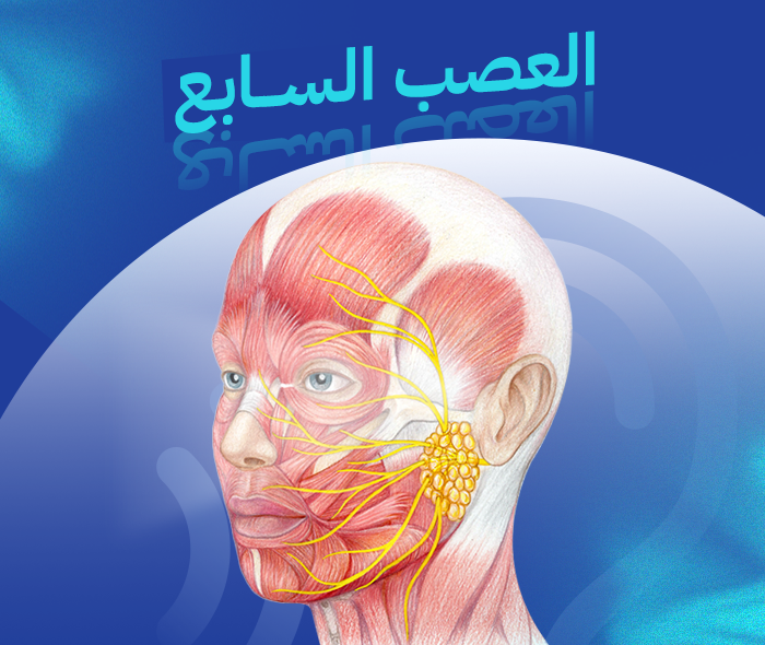 العصب السابع